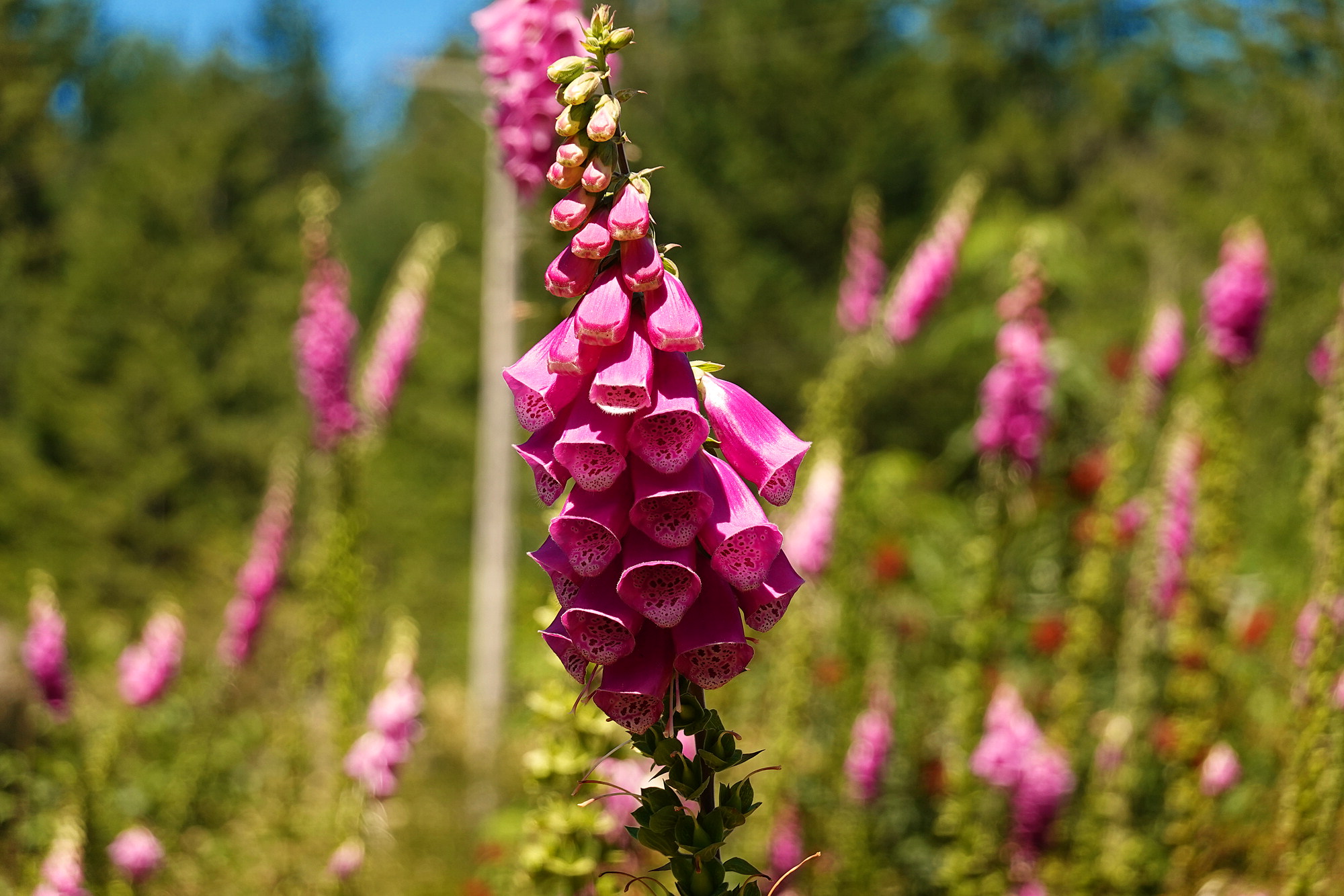 Foxgloves on the path down to the beach