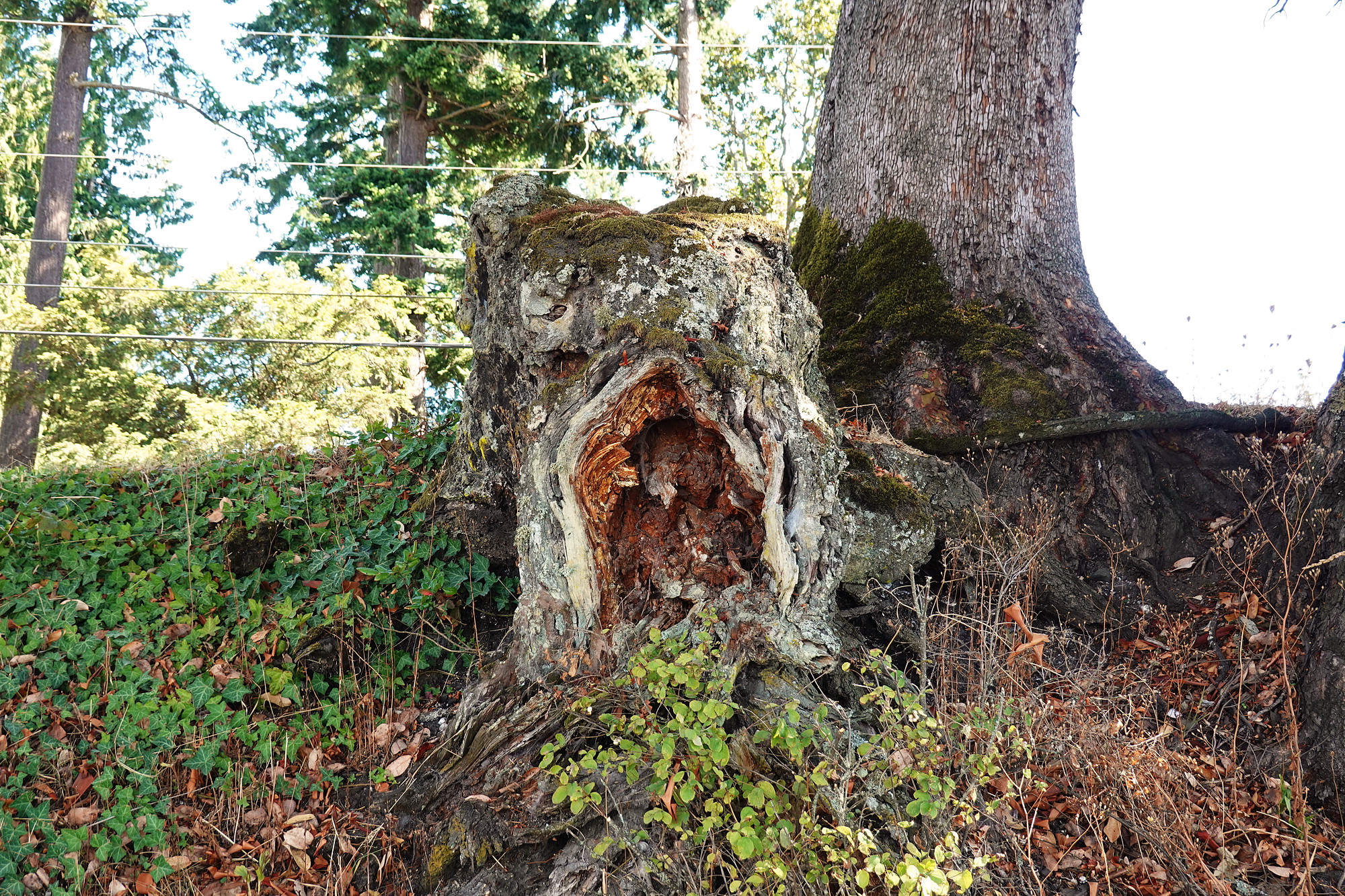 As a horror-writer, Janine is always on the lookout for things like this - 'monster' Tree Stump