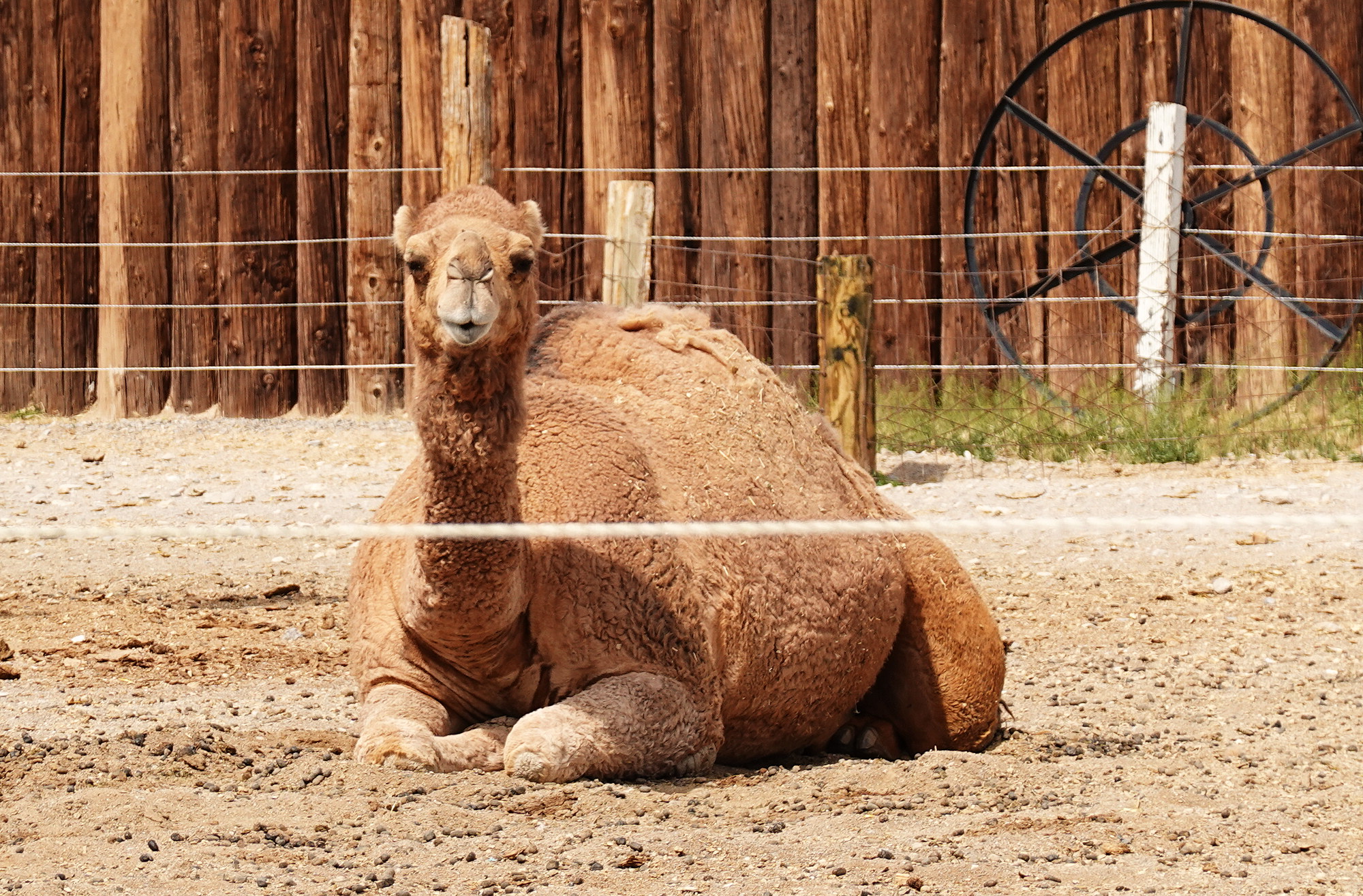 In Alamo NV you find find a Camel, a free Train Museum, and a replican of Stone Henge.  Yup.  Really!