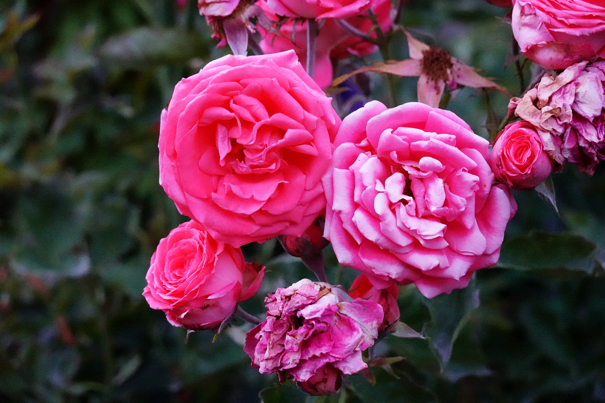 Dad's Roses