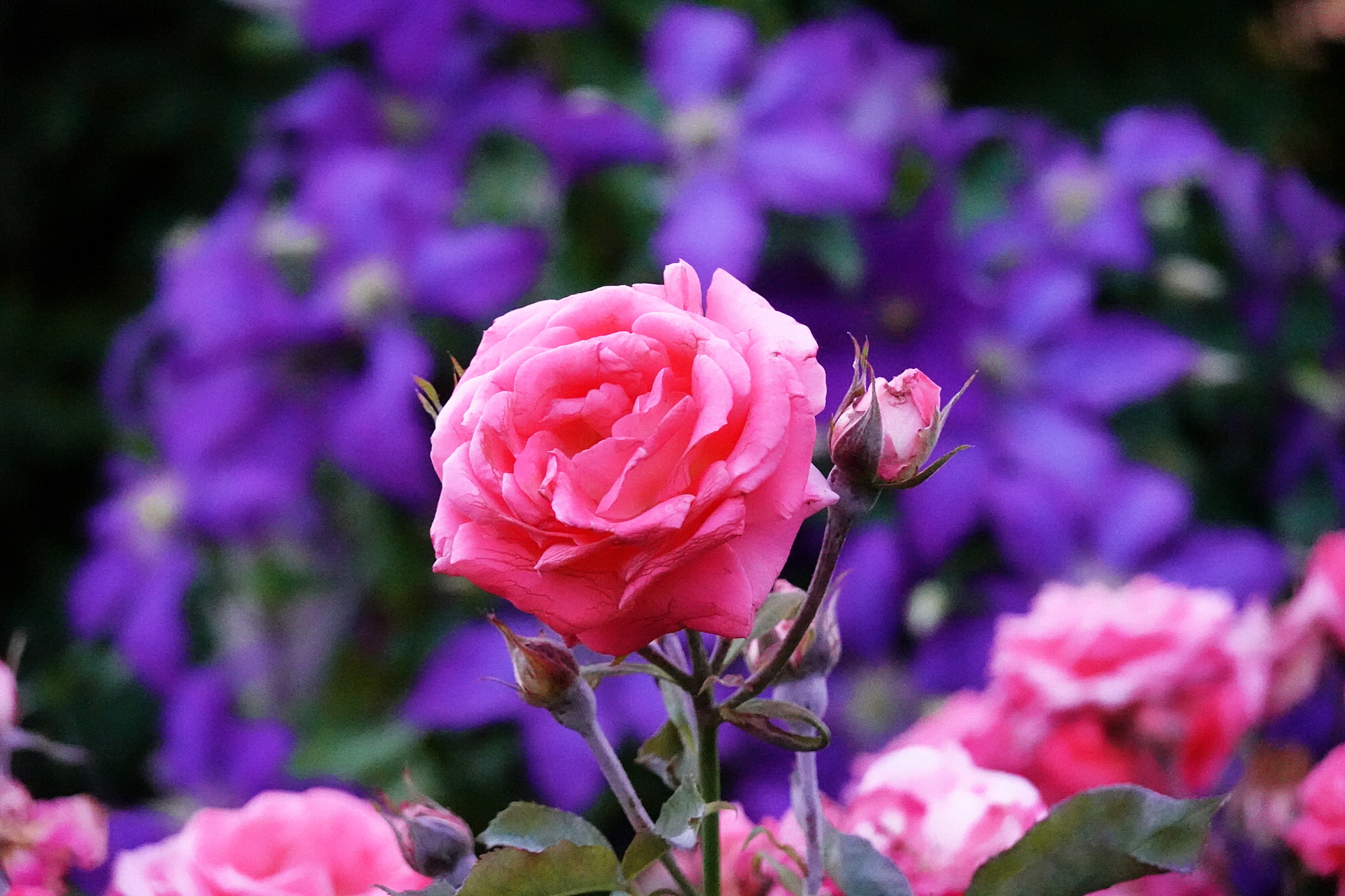 Dad's Roses