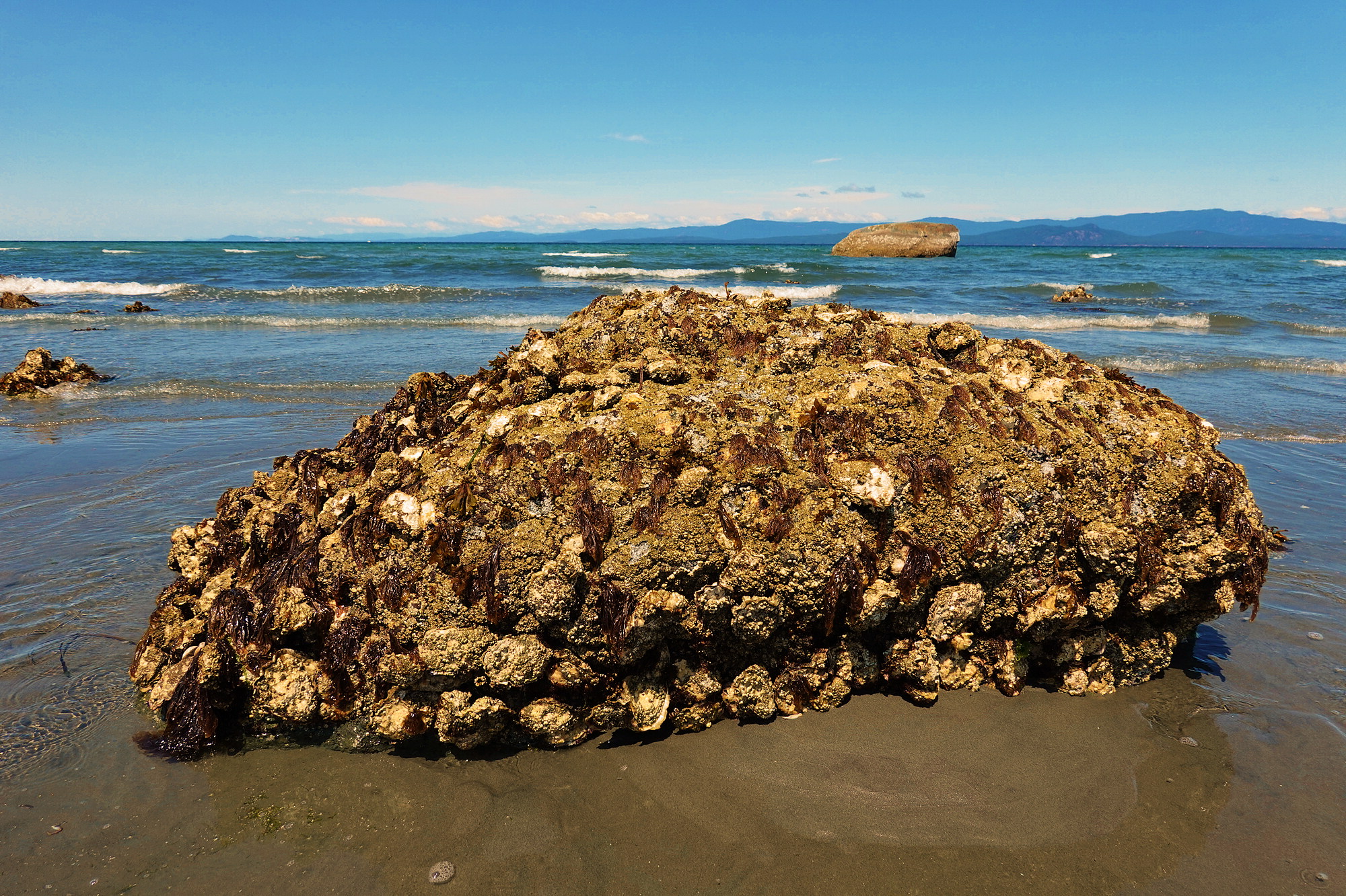 More Oyster than Rock